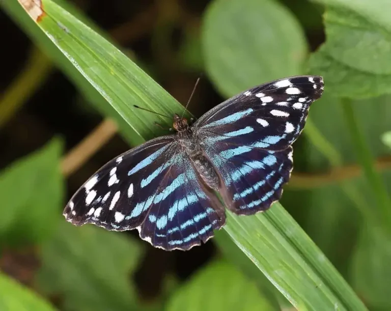 blue wing butterfly sittin on leaf