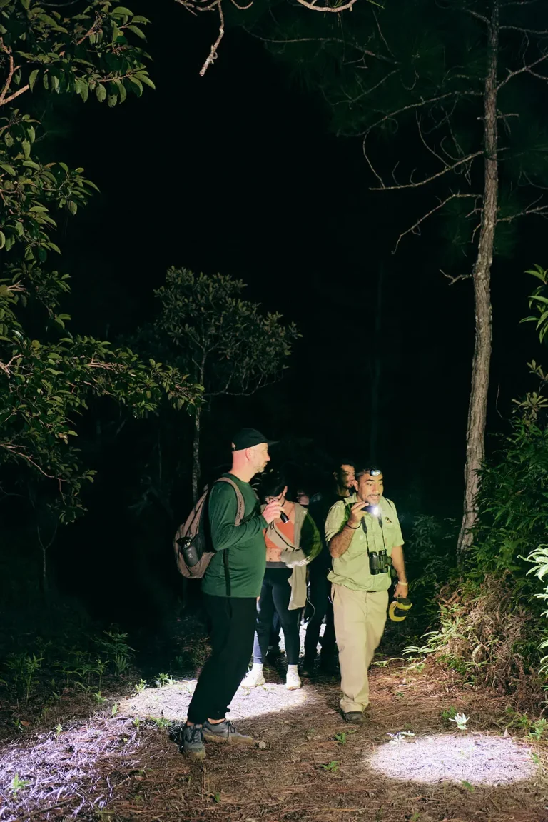 night tour in belize mountain pine ridge